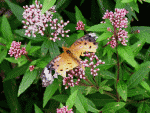 ツマグロヒョウモン　羽がボロボロの蝶