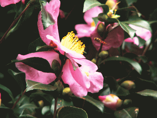 サザンカ（山茶花）の花と小さな蜂
