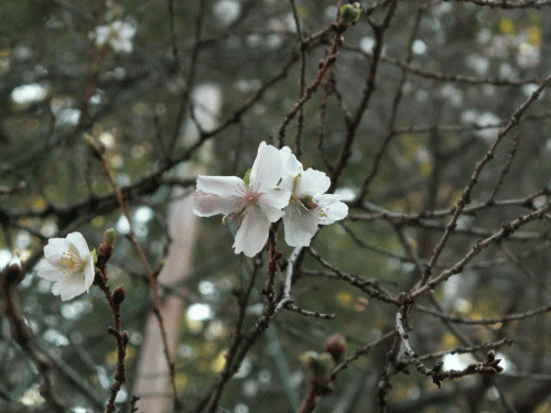フユザクラ（冬桜）