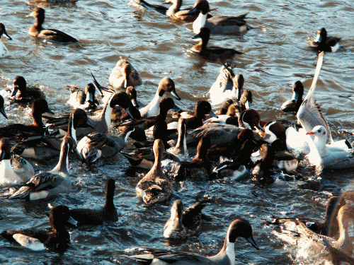 池の水鳥たち