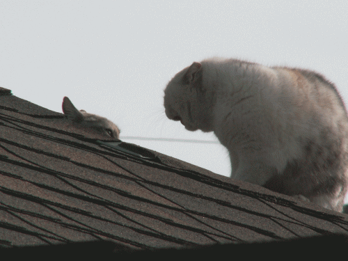 屋根の上の野良猫のケンカ