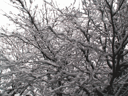 雪化粧した樹木−１