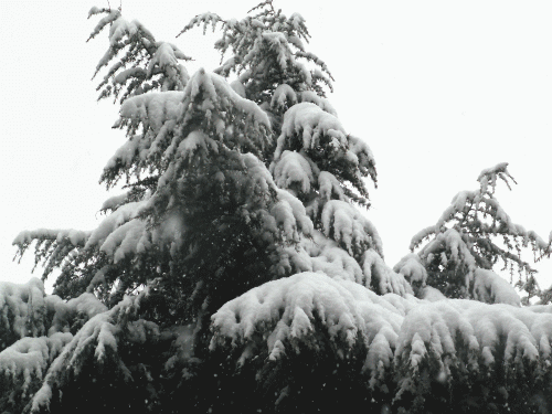 雪化粧した樹木−２