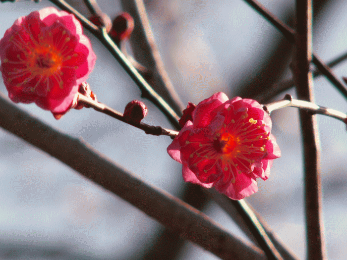 紅梅の開花