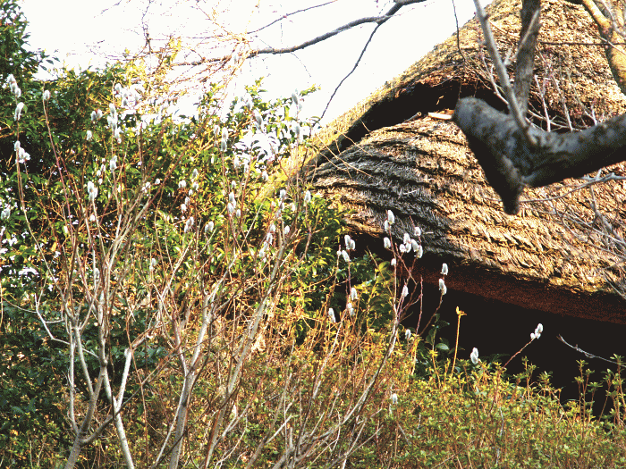 ネコヤナギと茅葺き家屋