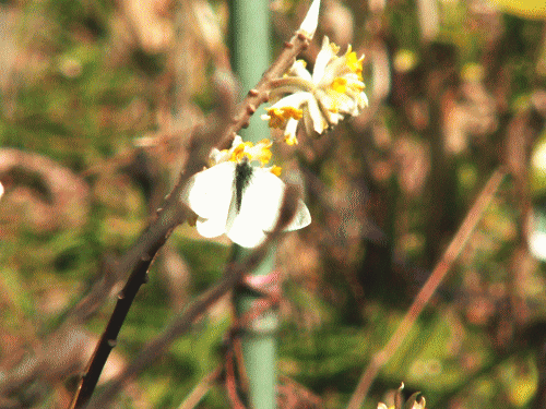 コウゾミツマタの花とモンシロチョウ