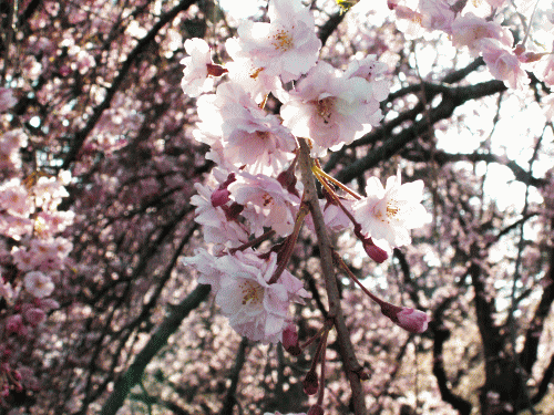 八重紅枝垂れ桜−１