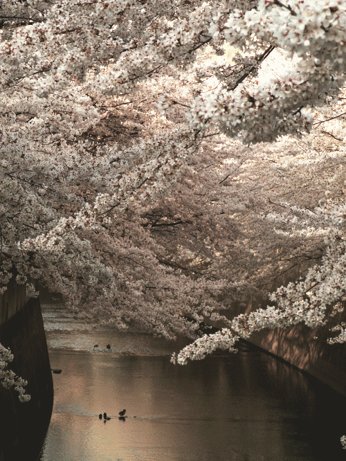川の上に咲くソメイヨシノ