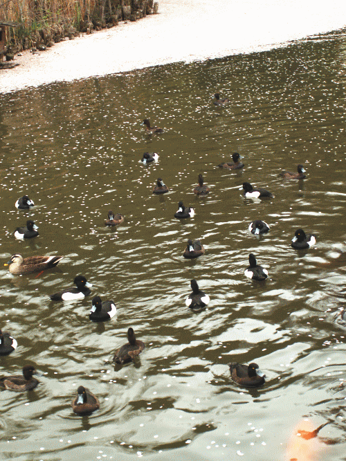 桜散る池のキンクロハジロ