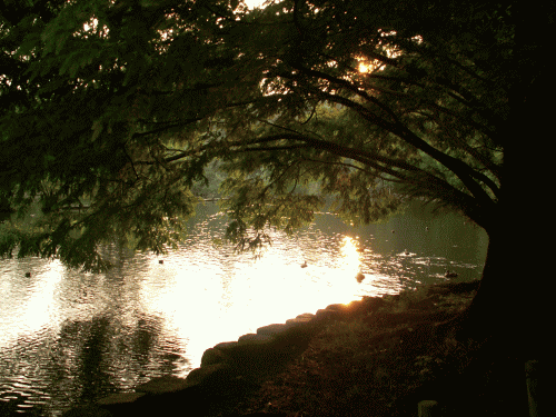 公園、池の夕景