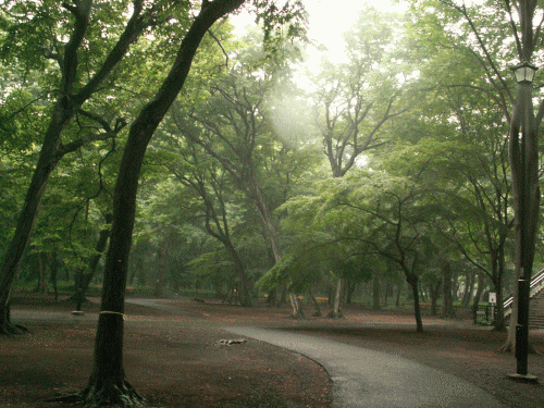 雨の公園−２