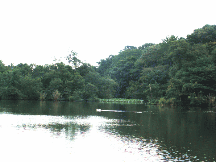 白い水鳥と池