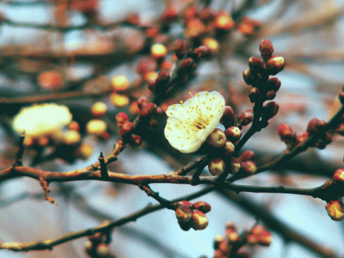 梅の開花