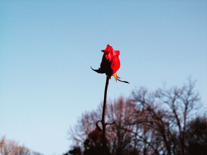 冬のバラ