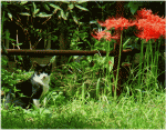 白黒の覆面猫と曼珠沙華(まんじゅしゃげ)　別名：ヒガンバナ(彼岸花 )