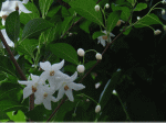 白い花といえば、５月から６月に咲くのが、清楚なエゴノキ。