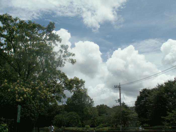 入道雲とエンジュの木の花