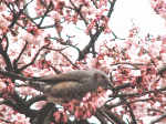 カンザクラ（寒桜）とヒヨドリ