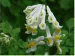 ５月の白い花