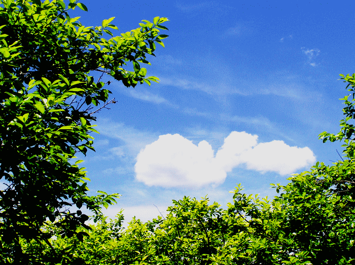 柿の葉と雲