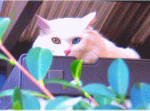「金目銀目の白猫(ネコ)」
