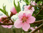 モモ（桃）の花