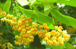 ボダイジュ(菩提樹　ぼだいじゅ)の花