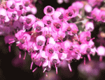 ●ピンクの小花が雨粒のように無数に咲く、エリカの花。