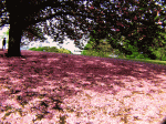 八重桜のジュータン