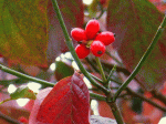 赤い実 ハナミズキ（花水木）