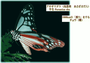 アサギマダラ（浅葱斑 あさぎまだら）蝶
