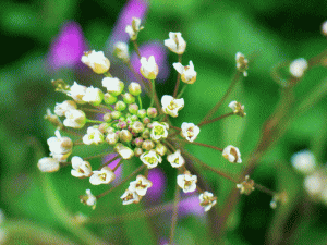 ◎ナズナの白い花