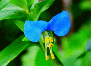 露草(つゆくさ) ２枚の青い花びら