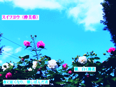 スイフヨウ（酔芙蓉）　朝の青空、白い花