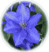 青紫の花　テッセン