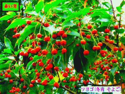 果柄が長く赤い実 ソヨゴ(冬青 そよご)