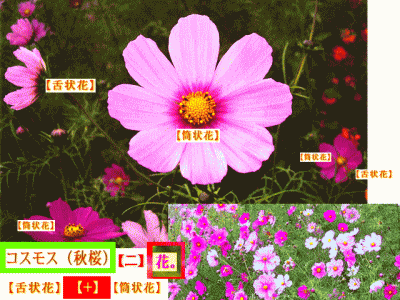 コスモス-2 桜色　花の中に花　【二】つの花-舌状花と筒状花