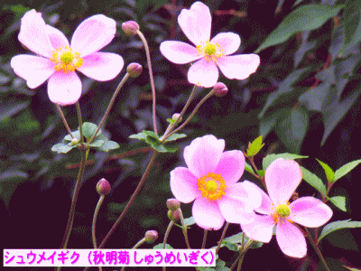 シュウメイギク（秋明菊）ピンク　キンポウゲ（金鳳花）科