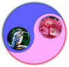 鳥のカワセミ（翡翠）と花のバラ（薔薇）の太極図